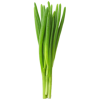 Fresh green spring onion isolated on transparent background png