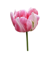 Tulip spring garden flower, cutout with clipping path isolated object, beautiful single springtime plant, floral element of design, decor png
