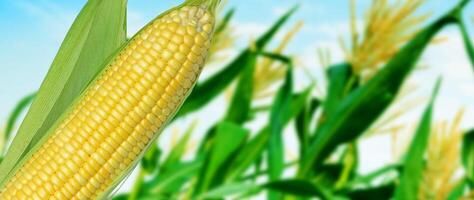 Yellow Ripe sweet corn cob on the field background, for harvest in agricultural cultivated corn field, organic corn field for background. photo