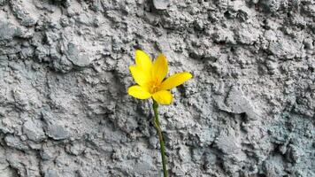 Yellow Rain Lily blooming from cracked ancient wall, swaying in soft breeze. Contrast of gentle beauty and weathered stone, symbolizing hope and resilience. video