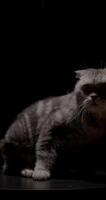 Scottish marble silver lop eared cat resting on a black podium in a dramatic black background setting video