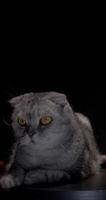 Scottish marble silver lop eared cat relaxing on a black podium against a sleek black background video