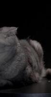 Scottish marble silver lop eared cat rests on black podium, exuding elegance and attitude against a dark backdrop video