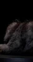 Scottish marble silver lop eared cat resting gracefully on black podium against a sleek dark backdrop video