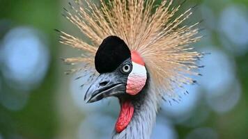 Detailed Close Up of a Grey Crowned Crane Bird in Natural Habitat video