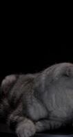 Scottish marble silver lop eared cat elegantly posed on a black podium in a minimalist dark setting video