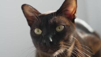 Brown burmese cat. Large cat looking in the camera video