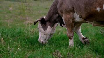 Cow grazing on a meadow. video