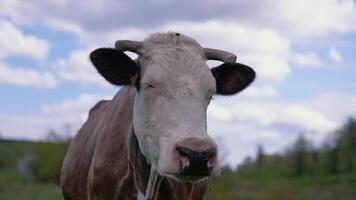 Cattle. Cow grazing on a pasture. video