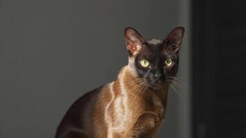 Brown burmese cat with chocolate. video
