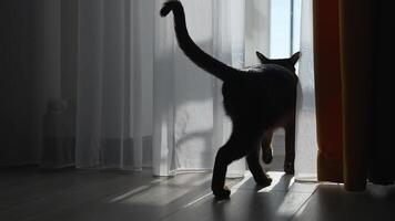 Brown burmese cat with chocolate fur color. video