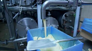 Industrial equipment for milk production. Fresh milk product pouring into special containers. Making butter on a milk factory. video