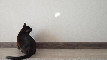 burmese cat jumping and playing. Brown burmese cat video