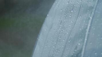 Close-up of Rainwater Droplets on a Smooth Surface with Moody Overcast Background Outdoors video
