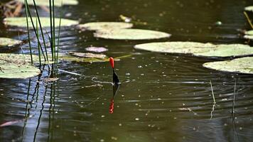 Calm fishing float gently rippling peaceful lake surface surrounded by lily pads in natural pond video