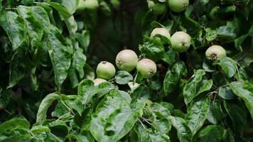 Close-up of immature green apples growing abundantly on lush branches in a vibrant orchard environment video