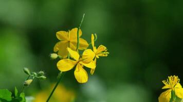 Close-up of vibrant yellow wildflowers blooming in a lush green natural environment during daylight video