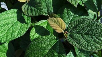 Close-up view of vibrant green textured leaves in natural sunlight with fresh small leaf emerging video