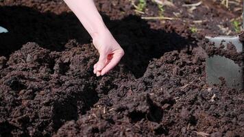 Close-up of hand planting seeds in rich dark soil in a sunny outdoor garden environment video