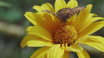 Close-up of a Butterfly Feeding on Bright Yellow Daisy in a Natural Garden Setting in Daylight video