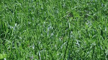 Vibrant Green Grass Close-Up in Natural Outdoor Sunlit Environment with Fresh Growth video