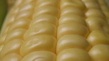 Macro Close-Up of Fresh Yellow Corn Kernels Highlighting Natural Texture and Detail video