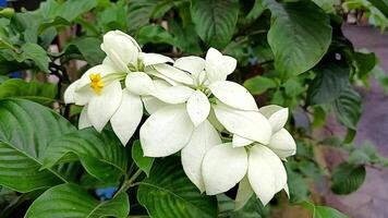Gardenia jasminoides flower is also known as Tanjung Jasmine. video