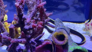 Yellow ribbon eel gracefully swims through a vibrant reef aquarium, exploring colorful corals and artificial structures, creating a captivating underwater scene video