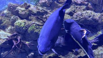 Close up underwater scene showing symbiotic cleaning interaction between large colossoma macropomum and smaller pterygoplichthys pardalis removing parasites video