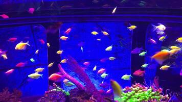 Many colorful fish swim in a large aquarium tank, illuminated by blue light, creating a vibrant underwater scene with colorful corals and rocks video