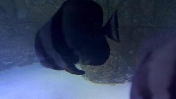 Orbicular batfish gliding gracefully within glass walled aquarium environment, navigating around white sandy bottom and rocky landscape, showcasing marine ecosystem dynamics video