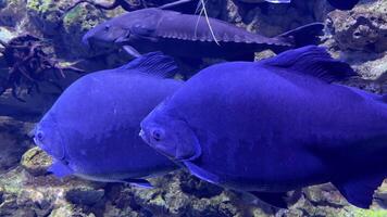 Two large cobalt blue fish are swimming peacefully alongside a black catfish in a large aquarium, showcasing the diversity and beauty of aquatic life video