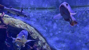 Colorful fish gliding smoothly through spacious blue aquarium, revealing intricate movements and vibrant marine ecosystem with mesmerizing underwater dynamics video