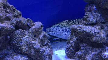 Moray eel gradually emerging from dark rocky crevices within blue tinted aquarium, accompanied by small swimming fish revealing intricate marine ecosystem interactions video