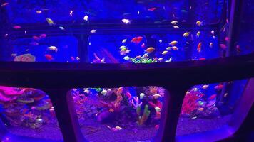 Vibrant tropical fish swimming gracefully inside large cylindrical aquarium, illuminated by purple neon lights, surrounded by colorful corals and swaying algae video