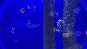 Vibrant fish swimming gracefully near coral and wooden pole, showcasing marine ecosystem within blue tinted aquarium environment video