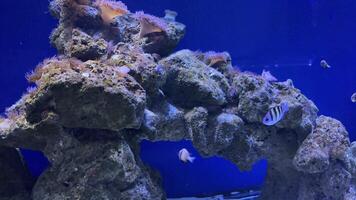 Sergeant major fish swimming gracefully near rocky coral formations. Highlighting vibrant marine ecosystem within blue aquarium environment. Revealing intricate underwater beauty and natural movement video