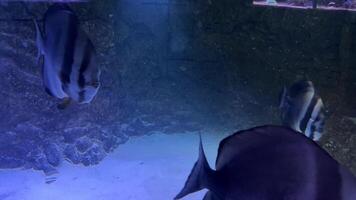 Several batfish gracefully navigate their underwater environment, their distinctive shape and patterned bodies creating a captivating display in the aquarium video