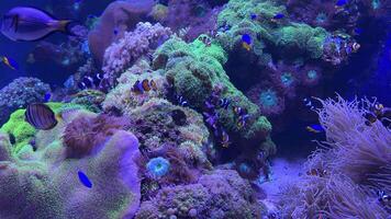 Vibrant marine ecosystem revealing colorful fish navigating through intricate coral formations and swaying anemones, showcasing underwater biodiversity in mesmerizing detail video
