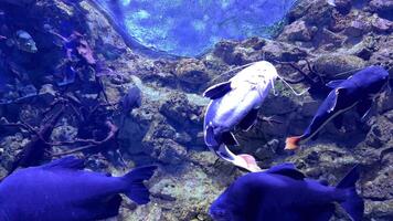 Iridescent pangasius and colossoma brachypomum gliding gracefully through spacious aquarium tank, displaying vibrant colors and fluid swimming movements video