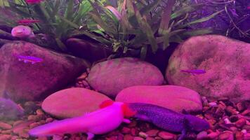 Two axolotls, one pink and one purple, interact in a colorful aquarium filled with rocks, plants, and small fish, creating a captivating underwater scene video