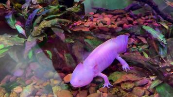 Delicate pink axolotl gliding smoothly through underwater environment, revealing distinctive morphological features with graceful underwater movements video