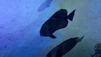 Dark silhouettes of fish moving gracefully through blue tinted aquarium water, creating mesmerizing patterns against sandy underwater landscape and soft illumination video