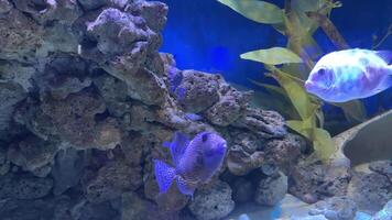 Colorful undulate triggerfish navigating rocky aquarium environment, swimming alongside various marine companions surrounded by vibrant algae and underwater landscape video