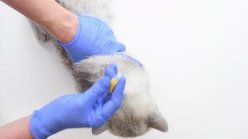 Female veterinarian applies combination flea, tick and worm medication to withers of Scottish Straight cat while wearing protective blue gloves during routine checkup at veterinary clinic, video