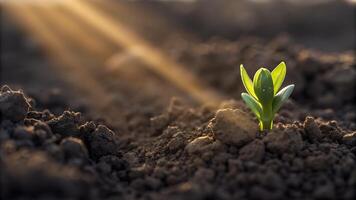 Springtime sees a tiny plant sprout from rich soil. photo