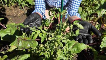 A person wearing gloves tends to lush green plants in a garden, highlighting sustainable agriculture and organic farming practices video