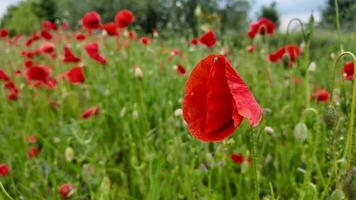 Vibrant red poppies bloom in a lush green field, symbolizing remembrance and springtime beauty, evoking serenity and renewal video