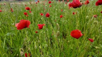 Vibrant red poppies bloom in a lush green field, symbolizing remembrance and natural beauty ideal for spring themes video