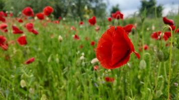 A vibrant field of red poppies blooms under a clear sky, symbolizing remembrance and natures beauty with a touch of serenity video